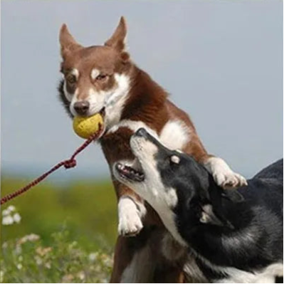 Durable Dog Training Ball with Rope – Indestructible Chew & Fetch Toy