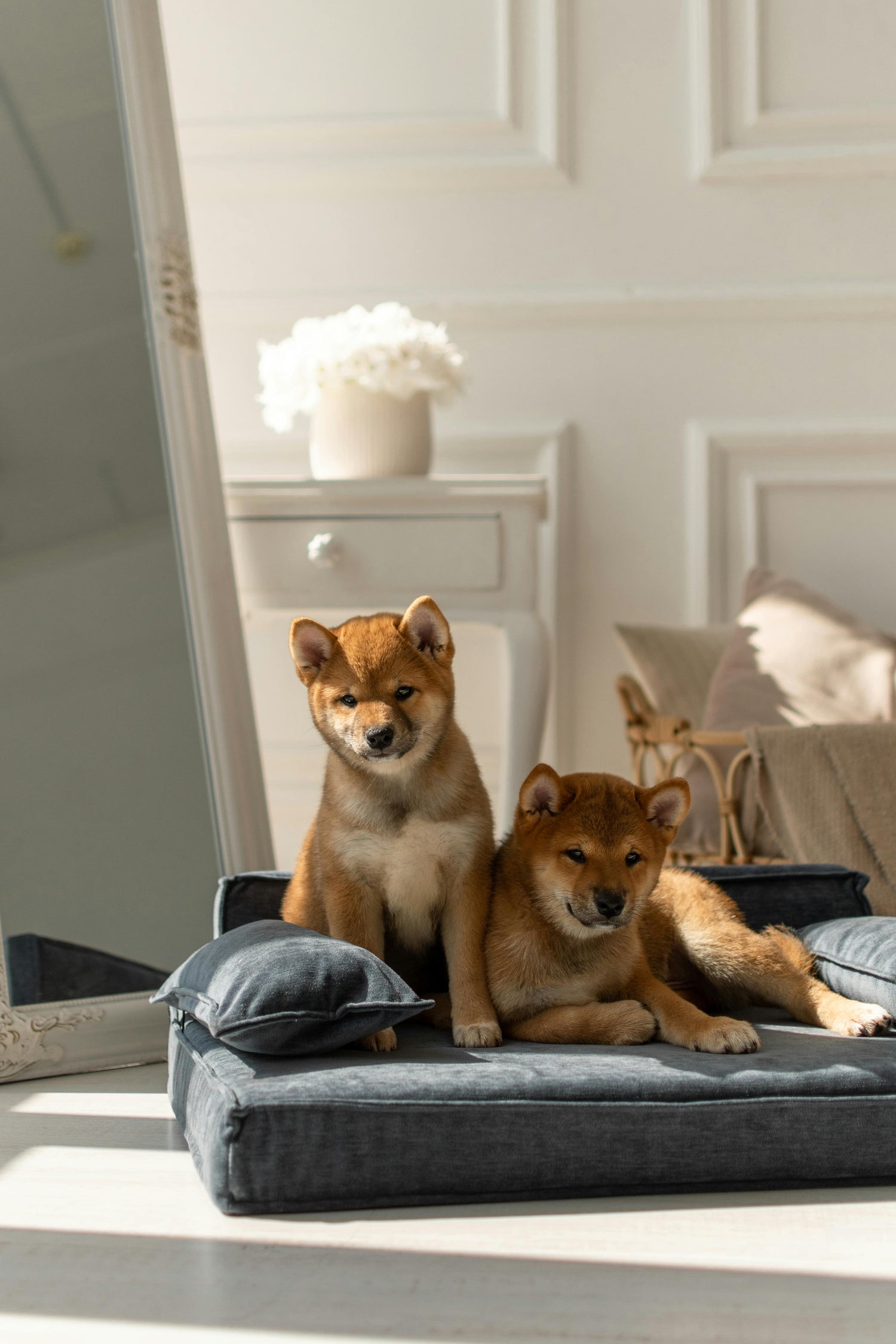 Beds & Blankets