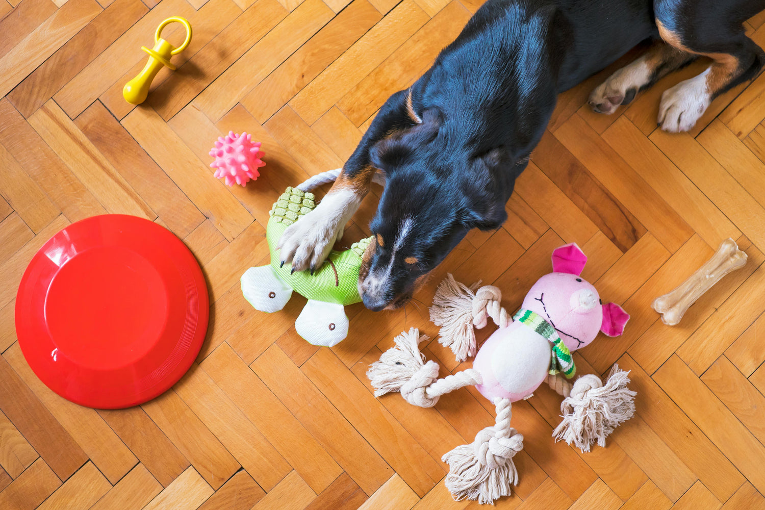 Toys & Enrichment