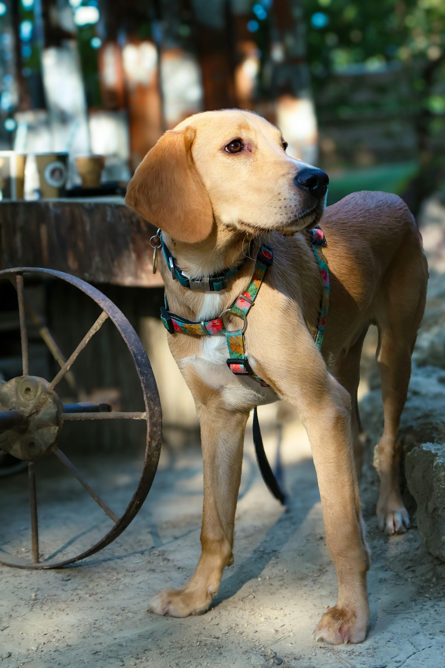 Collars, Harnesses & Leashes