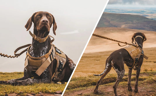 Tactical Military Dog Harness & Leash Set – Heavy-Duty Training Vest